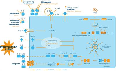 A narrative review on the role of cytokines in the pathogenesis and treatment of familial Mediterranean fever: an emphasis on pediatric cases
